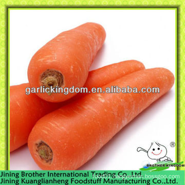 China carrot exporter